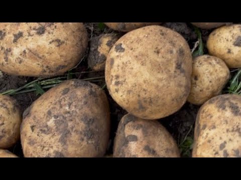 Видео: Скоро зима, а мы всё копаем | огромный урожай!