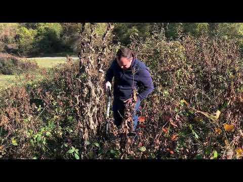 Видео: Тихий ветер: Девять сил. О преданиях старцев и Писании.