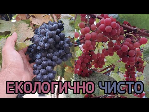 Видео: Как си запазих гроздето?