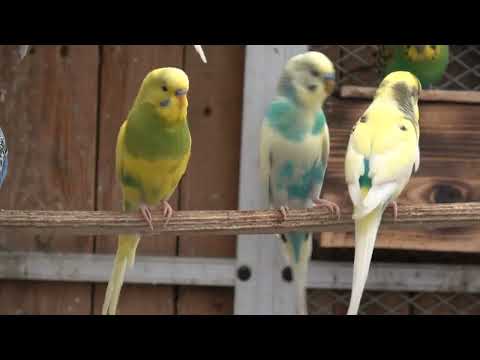 Видео: Продолжаем разведение волнистых попугаев'
