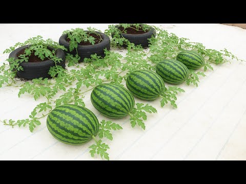 Видео: Не выбрасывайте спелые бананы — этот метод выращивания арбузов просто великолепен.