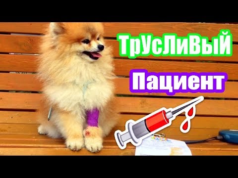 Видео: VLOG: СДАЛИ КРОВЬ