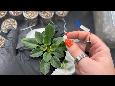 Видео: Фиалки. Переукоренение.🌸