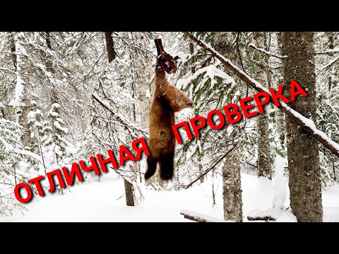 Видео: Охота на #СОБОЛЯ. Лучшая проверка в этом сезоне!