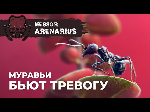 Видео: ЭТИ МУРАВЬИ ИЗДАЮТ ЗВУКИ | Giant harvester ant | Messor arenarius