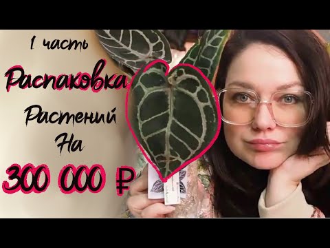 Видео: Распаковка растений . Совместная закупка антуриумов . Купила растений на 300 тысяч .
