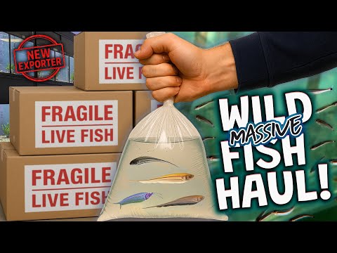 Видео: Огромная партия дикой рыбы из Колумбии! Тестируем нового экспортёра Amazon