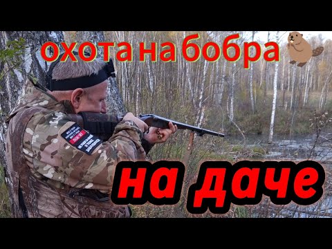 Видео: Охота на бобра 🦫 рядом с дачей