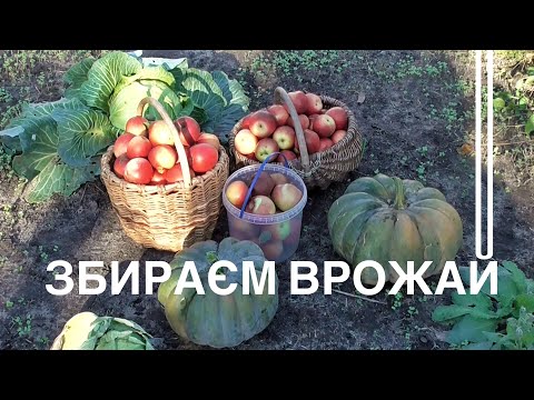 Видео: Збираєм останній врожай цього року - Олександр і Лідушка - Домашні клопоти