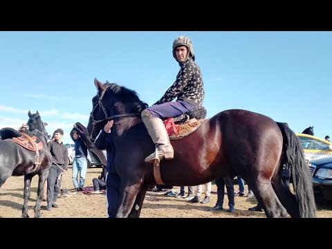 Видео: Бузкаши дар нохияи Точикобод. 10.03.2024.охирона Нурулло бо Аспи Минхоч гирифт