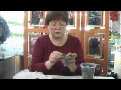 Видео: ДФ."Фиалки.Размножение пасынками".Н.Задорожная.