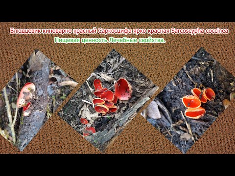 Видео: Блюдцевик киноварно красный Саркосцифа ярко красная Sarcoscypha coccinea Пищевая и лечебная ценность