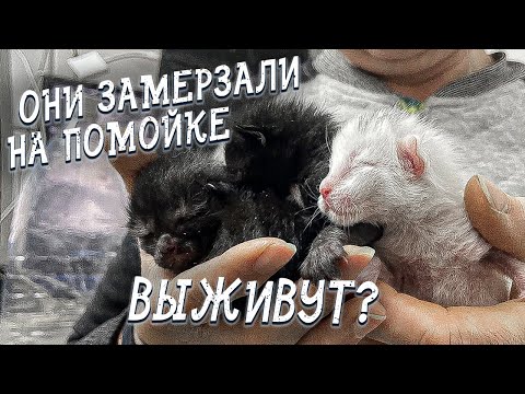 Видео: Спасение животных/ Четверо котят из мусорного бака/ Никто не хотел их брать