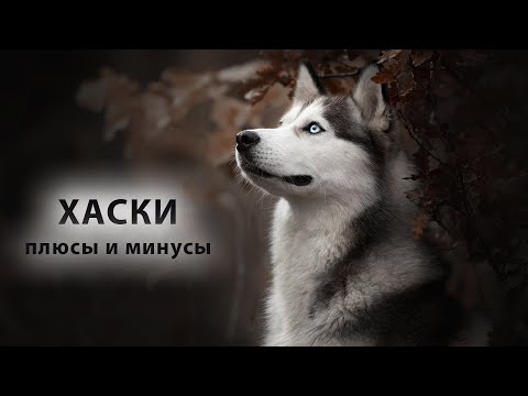 Видео: ХАСКИ. Плюсы и минусы Husky