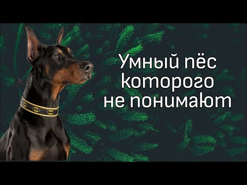 Видео: Обзор видео с канала DogTrening. Обесценивание стараний добермана