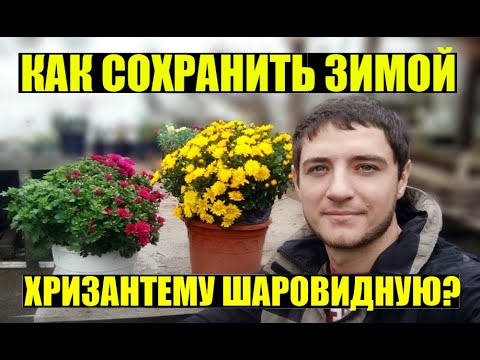 Видео: 3 СПОСОБА СОХРАНЕНИЯ ЗИМОЙ ХРИЗАНТЕМЫ МУЛЬТИФЛОРЫ