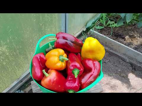 Видео: Результат формирования ( обрезки) сладкого перца в рассаде!