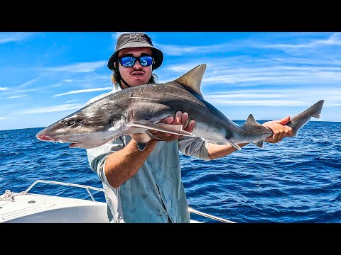 Видео: Ловля большого люциана и мармеладных акул