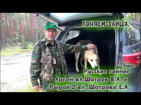 Видео: ГОНЯЕМ ЗАЙЦА.Русские гончие Аргон вл.Шатров В.А. и Рыдай 2 вл. Шатрова Е.А.