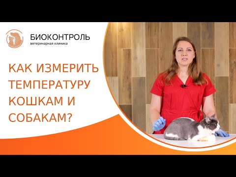 Видео: 🌡 Как правильно измерить температуру собакам и кошкам? Как измерить температуру собаке и кошке. 18+