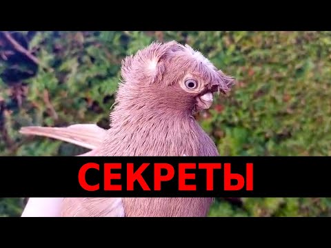 Видео: Секреты Разведения Голубей. Двухчубые голуби. Tauben. Pigeons. Palomas. Pombos. 비둘기.
