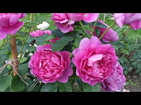 Видео: Два саженца роз в одной посадочной яме. Моё субъективное мнение!