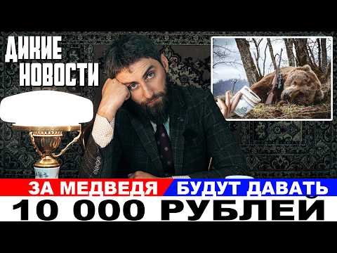 Видео: За медведей будут платить вознаграждение по 10тр/Лишили оружия за наклейку на авто/Дикие Новости