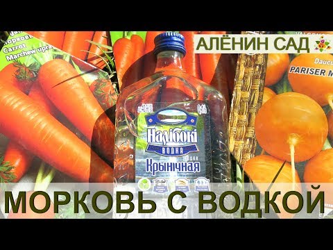 Видео: ВОДКА, СЕЛЁДКА... т.е. МОРКОВКА! Посев моркови с водкой для быстрого прорастания
