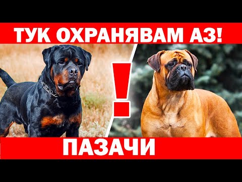 Видео: Топ 10 Породи Кучета Добри Пазачи, които са едновременно безопасни и лоялни