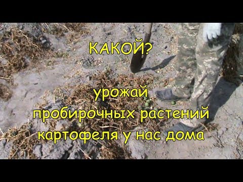 Видео: Урожай пробирочного картофеля у нас дома