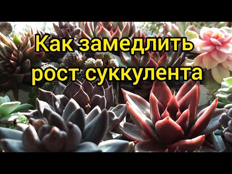 Видео: Как замедлить рост суккулента,как сделать розетку меньше.