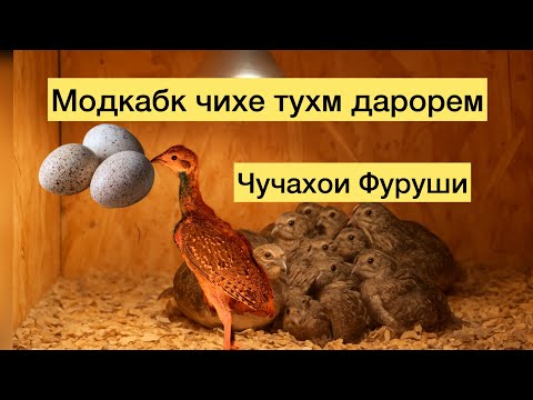 Видео: Модкавг чихе тухм дарорем