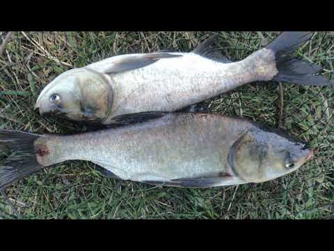 Видео: 🐟 КАК ПОЙМАТЬ ТОЛСТОЛОБИКА? СОВЕТЫ РЫБАКУ.