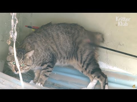 Видео: Arrow пронзает тело кошки | Животное в кризис EP11