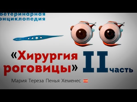 Видео: Хирургия роговицы домашних животных. 2 часть. Сorneal surgery. Second part