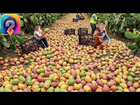 Видео: Как МИЛЛИОНЫ ТОНН кактуса собирают и перерабатывают — уникальные кадры с производства!