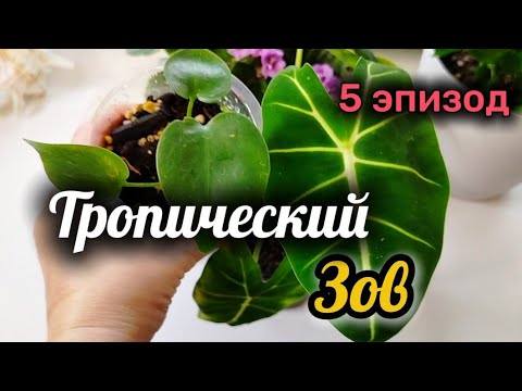 Видео: Пожалела умирающую Алоказию и встретила пальму-мечту.