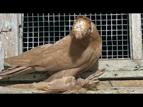 Видео: Узбекские голуби Pigeons الحمام Tauben  merpati کبوتر 鴿子 ハトkaʙūtar güvercinler porumbei 8/09/24