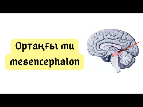 Видео: ОРТАҢҒЫ МИ. ОРТАҢҒЫ МИДЫҢ ҚҰРЫЛЫСЫ.