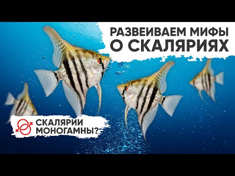 Видео: Мифы о скаляриях. Система спаривания у скалярий