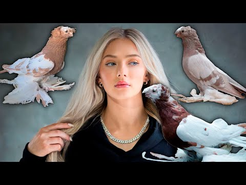 Видео: Богатые платят за $1 vs $500,000! Двухчубые голуби. Tauben. Pigeons. Palomas. Pombos. 비둘기.
