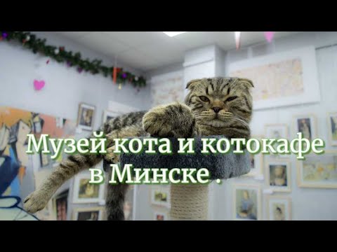 Видео: Музей кота и котокафе в Минске .