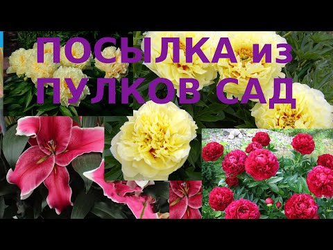 Видео: Вот это Посылка ! Пионы и лилии из Пулков сад