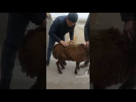 Видео: Куй букиб колганда биринчи ёрдам.