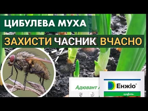 Видео: 🔥ЯК ЗАХИСТИТИ 🧄ЧАСНИК ВІД ШКІДНИКІВ І ХВОРОБ? Ефективні методи та поради!✅