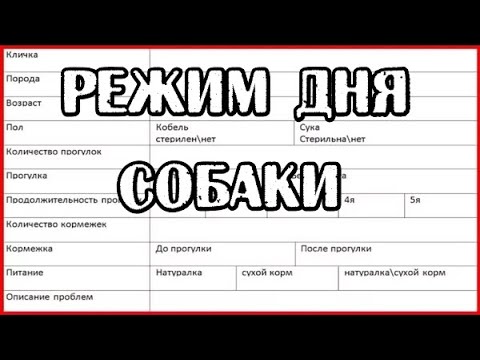 Видео: 54. Сколько гулять с собакой, когда кормить, схема успеха. Режим дня собаки