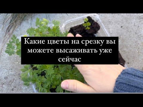 Видео: Какие цветы на срезку вы можете высаживать уже сейчас