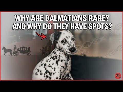 Видео: Почему далматинцы редки и почему у них пятна?🐶✨