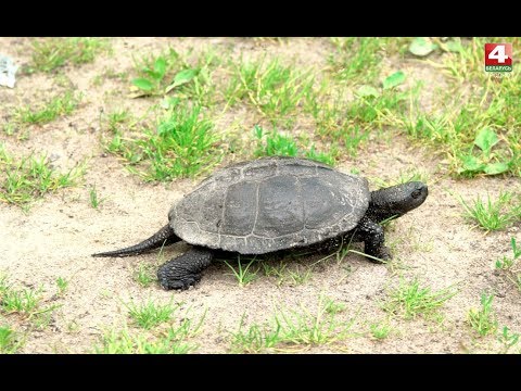 Видео: В объективе натуралиста. Болотная черепаха. 29.05.2019