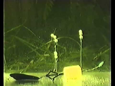 Видео: Ловля толстолобика
